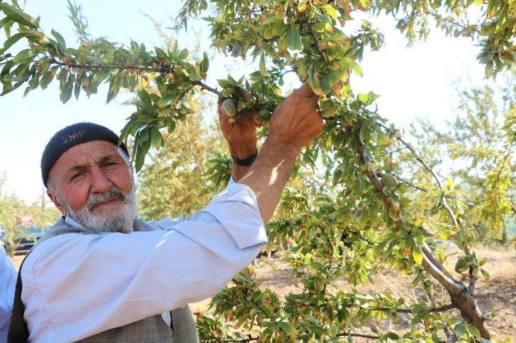 Badem Üretiminde Teknolojik Tarım G4
