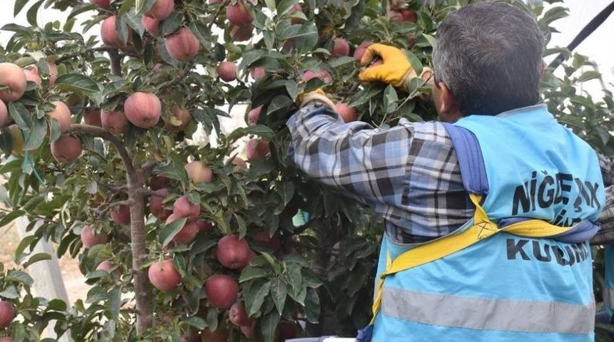 A&ccedil;ık Cezaevinde Elma Hasadı Başladı