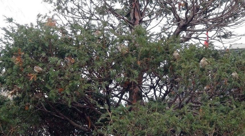 &Ouml;zel Y&uuml;zlerce Ser&ccedil;e Taksim Meydanı&rsquo;nı İstila Etti