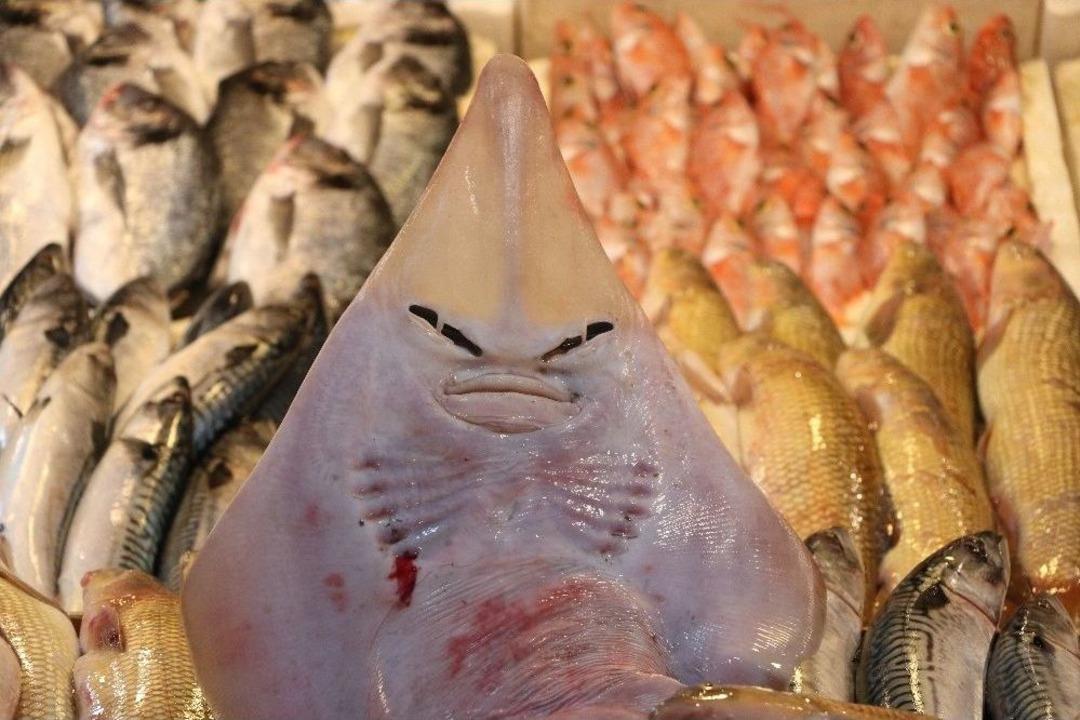 Bu Balığı G&ouml;ren Şaşırıp Kalıyor