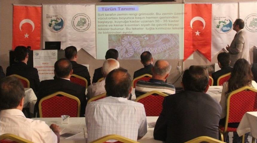 Sivas Engereği Koruma Altına Alınıyor