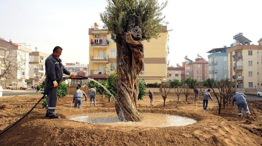 Anadolu Bahçesi’ne 60 Yeni Ağaç