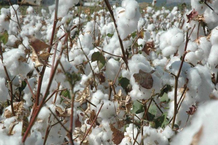 Kahramanmaraş’ta Pamuk Hasadı Başladı G2
