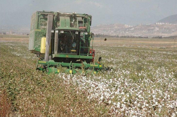 Kahramanmaraş’ta Pamuk Hasadı Başladı G3