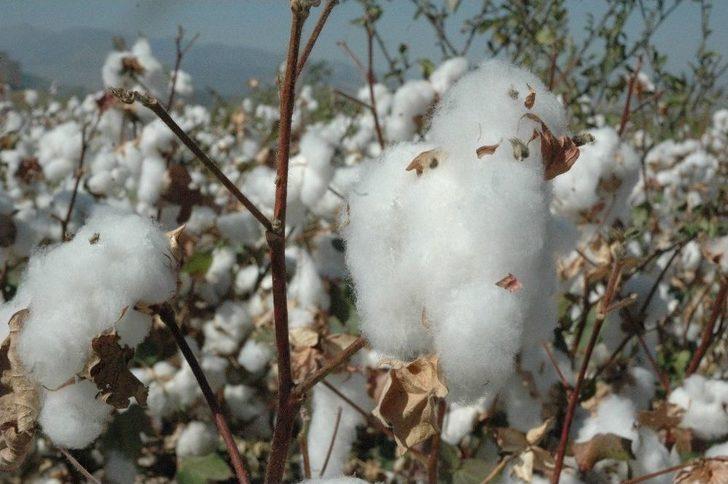 Kahramanmaraş’ta Pamuk Hasadı Başladı G5