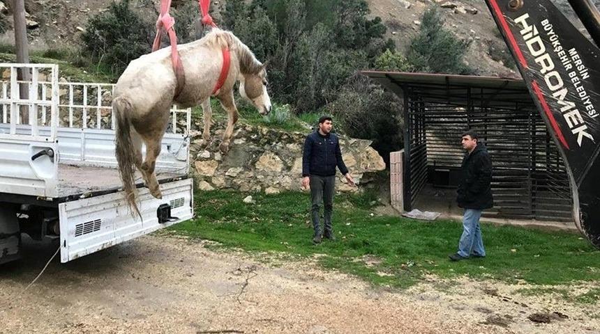 Dereye D&uuml;şen Sahipsiz Atı İtfaiye Kurtardı