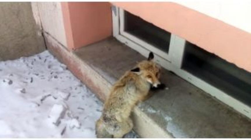 K&ouml;peklerin Saldırısına Uğrayan Tilki, Okul Bah&ccedil;esine Sığındı