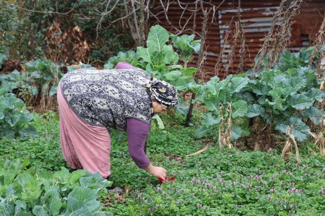 (&ouml;zel Haber) Bah&ccedil;esinde Y&uuml;zlerce &Ccedil;akmak Gaz T&uuml;p&uuml; Olan Babaannenin Feryadı