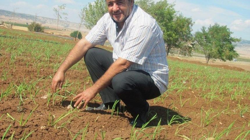 Sarımsakta Yaklaşan Hasat Zamanı &Ccedil;ift&ccedil;inin Umutlarını Da Yeşertiyor