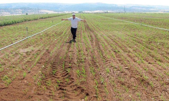 Sarımsakta Yaklaşan Hasat Zamanı Çiftçinin Umutlarını Da Yeşertiyor