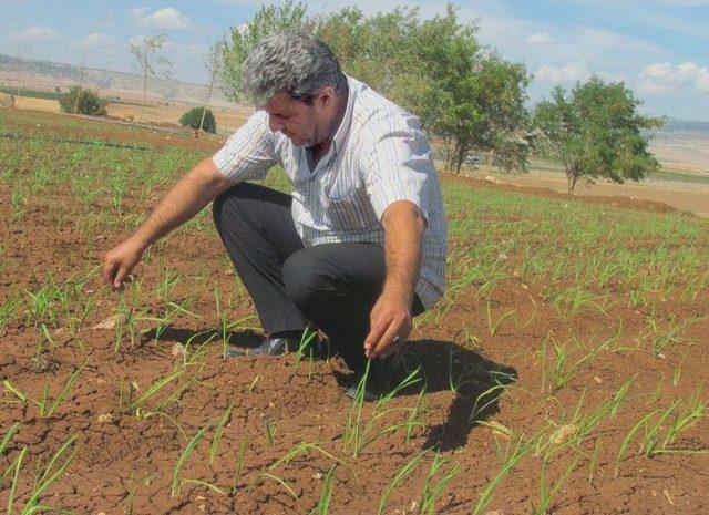 Sarımsakta Yaklaşan Hasat Zamanı Çiftçinin Umutlarını Da Yeşertiyor