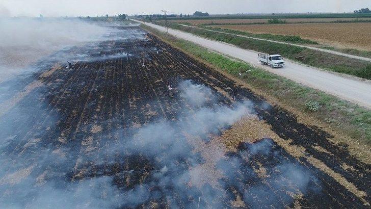 Çukurova’da Mısır Hasadıyla Birlikte Anız Yangınları Da Başladı G2
