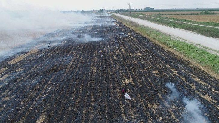 Çukurova’da Mısır Hasadıyla Birlikte Anız Yangınları Da Başladı G3