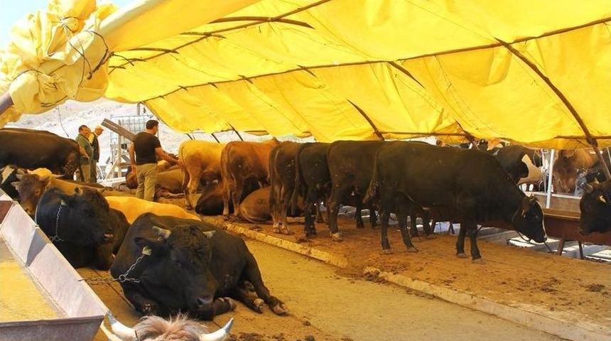 Pursaklar&rsquo;da Hesaplı Kurban Bulmak M&uuml;mk&uuml;n