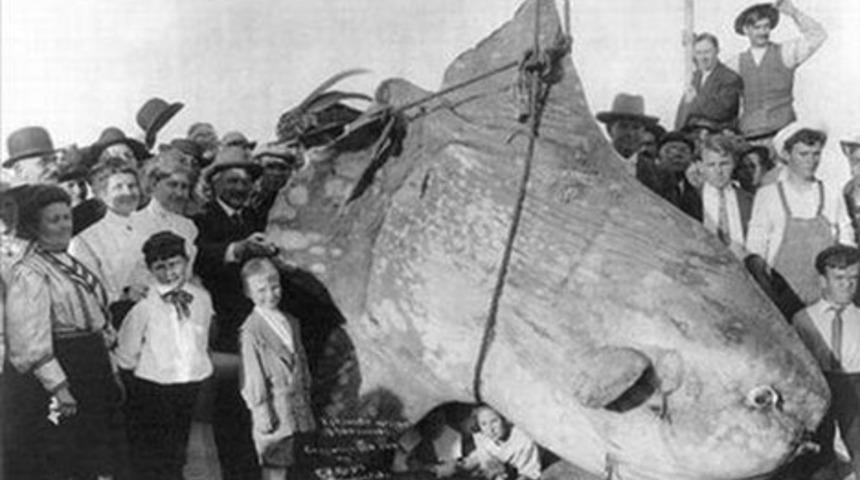 Yeni Zelanda&rsquo;yı şaşkına &ccedil;eviren &lsquo;canavar&rsquo;