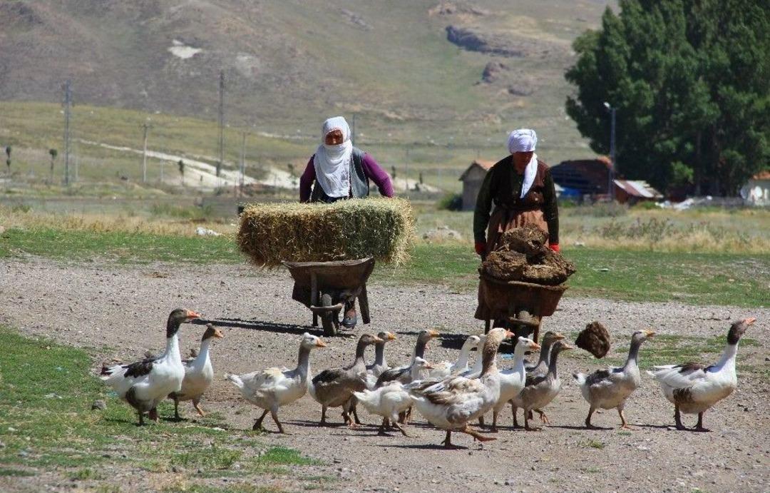 (&ouml;zel Haber) Kırsalda Tezek Geleneği