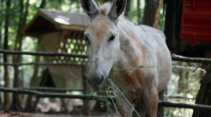 Doğal Yaşam Parkı, Dağal Hayata Hazırlanıyor