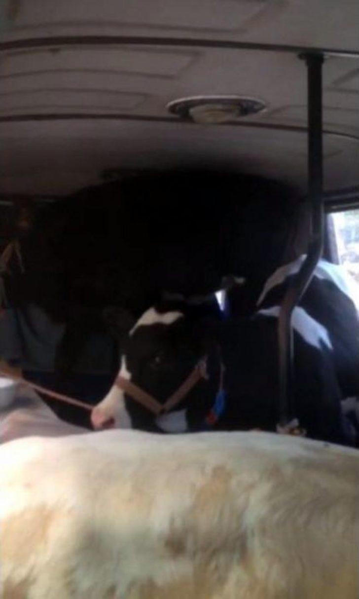 Minibüsten 5 Büyükbaş Kurbanlık Çıktı G3