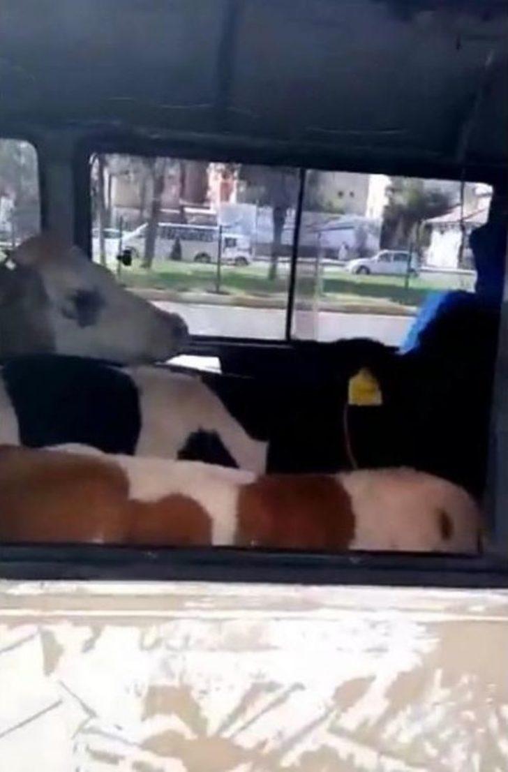 Minibüsten 5 Büyükbaş Kurbanlık Çıktı G4