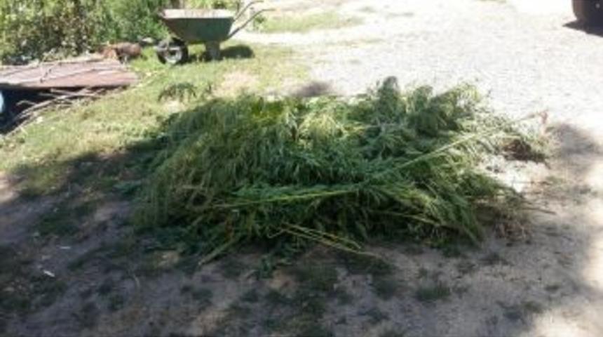 Pasinler’de Bin 250 Kök Hint Keneviri Ele Geçirildi