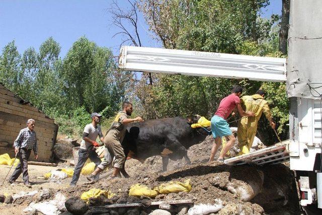 Kurbanlıklar Veteriner Kontrolüyle Batıya Sevk Ediliyor