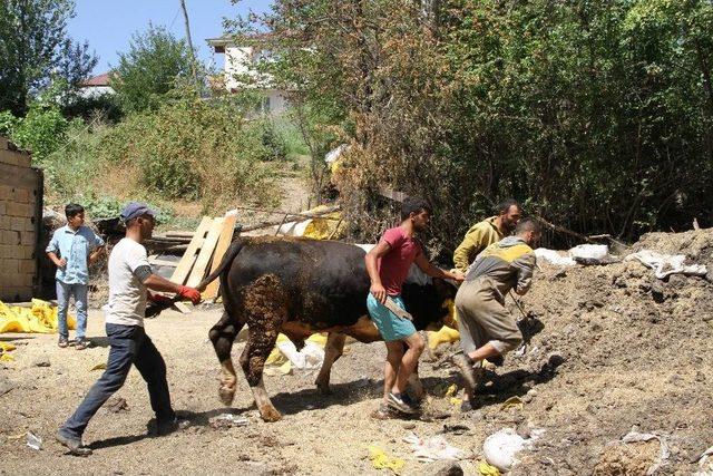 Kurbanlıklar Veteriner Kontrolüyle Batıya Sevk Ediliyor