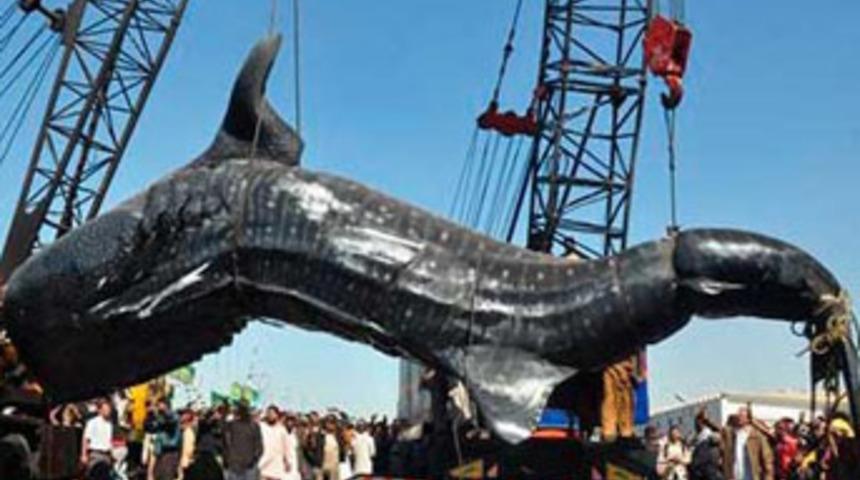 Dev balığa dev fiyat