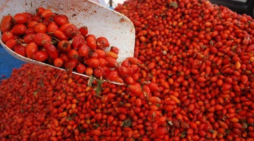 Kuraklık Kuşburnunu Vurdu, Fiyatlar Arttı