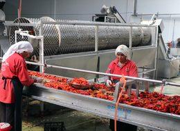 Ağrı Dağı'nda yetiştirilip Avrupa'ya gönderiliyor