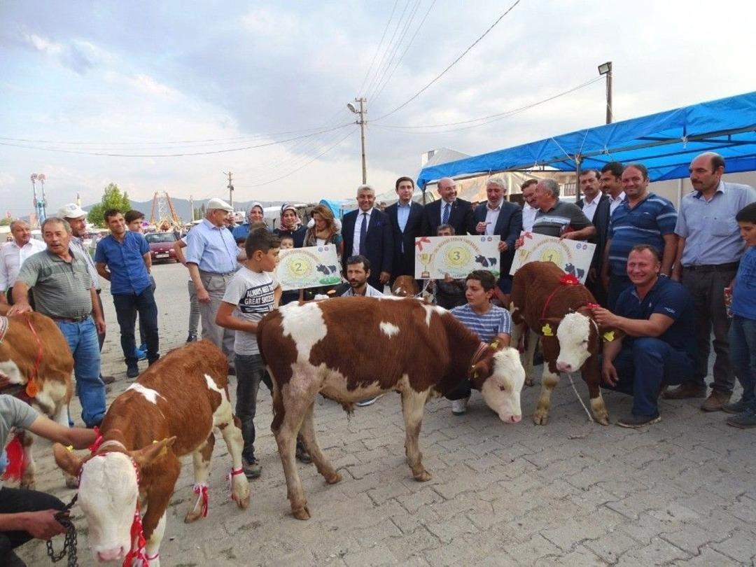 Podyuma Bu Defa Buzağılar &Ccedil;ıktı