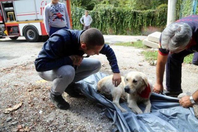 Dereye Düşünce Ayağı Kırılan Köpeği Itfaiye Kurtardı