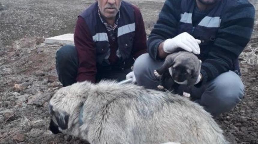 Bing&ouml;l&rsquo;de Anne K&ouml;pek Ve Yavrusu Koruma Altına Alındı