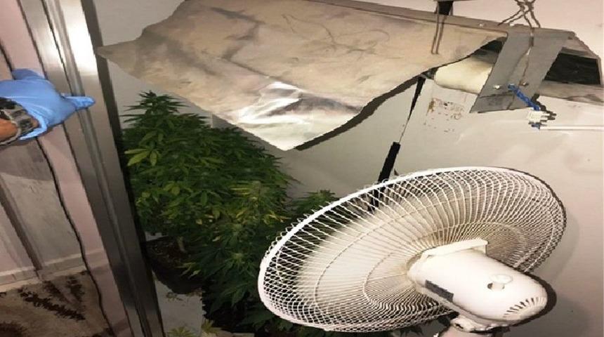 Elbise Dolabında Kenevir Yetiştirdi