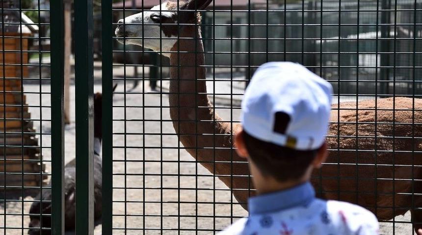 Sokakta &Ccedil;alışan &Ccedil;ocuklar Evcil Hayvanlar Parkı&rsquo;nda