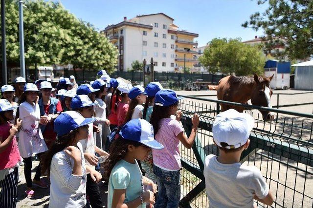 Sokakta Çalışan Çocuklar Evcil Hayvanlar Parkı’nda