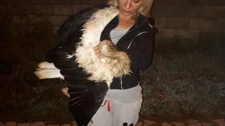 Ayağı Saman Balyasına Takılan Leylek Kurtarıldı