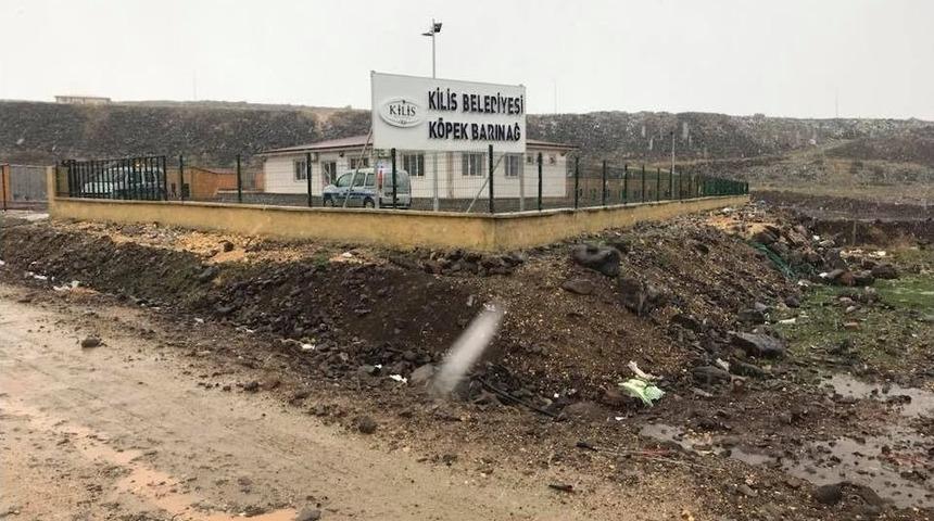 Yeni K&ouml;pek Barınağı A&ccedil;ıldı