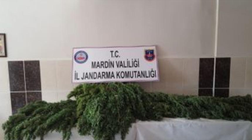 Jandarmadan Kenevir Operasyonu