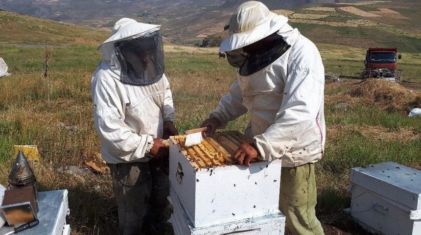 Tuzluca’da Bal Sağımı Başladı