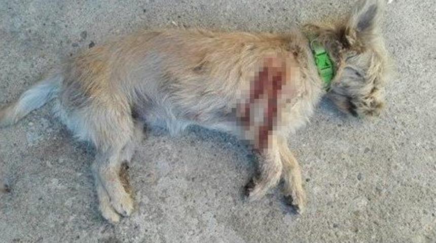 Minik Ballı Katledildi