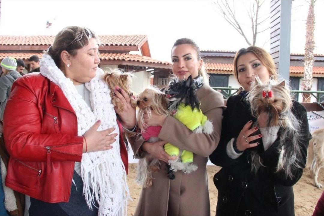 K&ouml;pek Irkları Yarışması İkinci G&uuml;n&uuml;nde