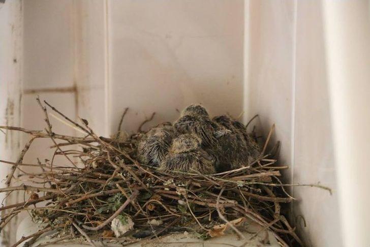 Kumru Helaya Yavruladı G1