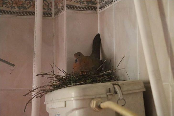 Kumru Helaya Yavruladı G2