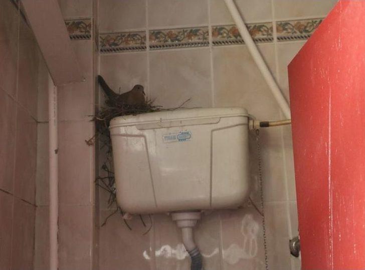 Kumru Helaya Yavruladı G3