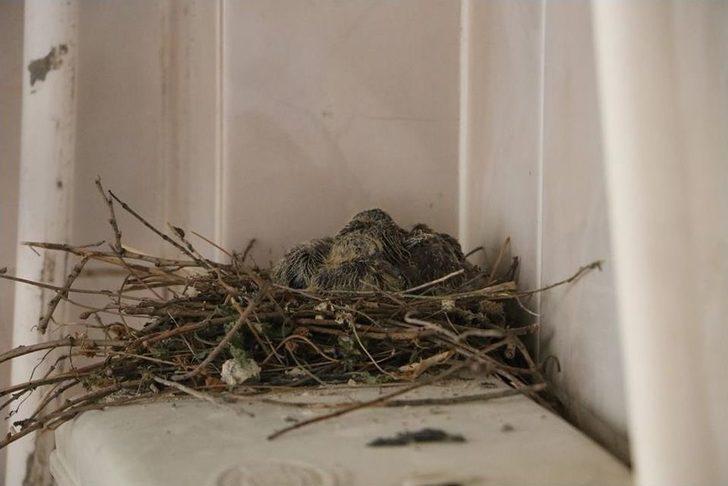 Kumru Helaya Yavruladı G4