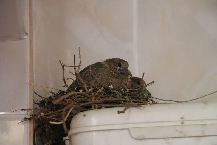 Kumru Helaya Yavruladı G5