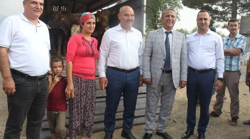 Osmaniye&rsquo;de 24 &Ccedil;ift&ccedil;iye 144 B&uuml;y&uuml;kbaş Hayvan Dağıtımı Yapıldı