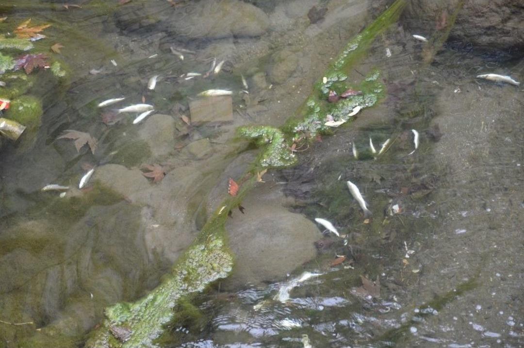 Niksar&rsquo;da Balık &Ouml;l&uuml;mleri Vatandaşları Korkuttu