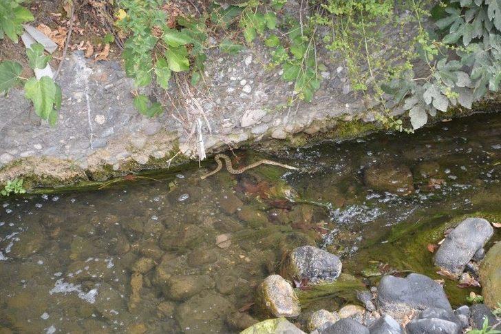 Niksar’da Balık Ölümleri Vatandaşları Korkuttu G2