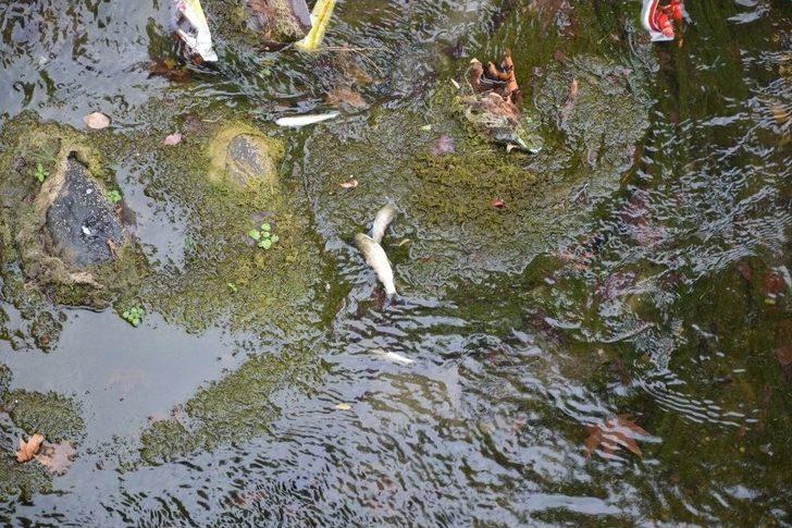 Niksar’da Balık Ölümleri Vatandaşları Korkuttu G4